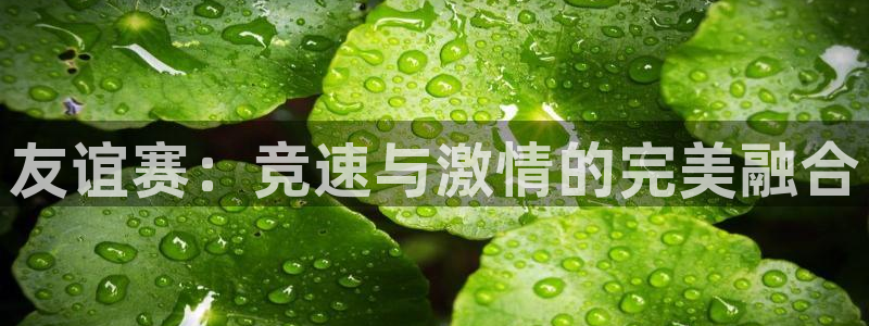 友谊赛：竞速与激情的完美融合