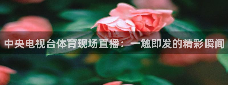 中央电视台体育现场直播：一触即发的精彩瞬间