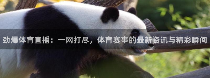 劲爆体育直播：一网打尽，体育赛事的最新资讯与精彩瞬间
