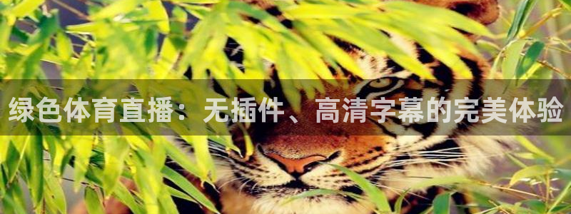 绿色体育直播：无插件、高清字幕的完美体验