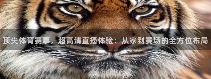 顶尖体育赛事，超高清直播体验：从家到赛场的全方位布局